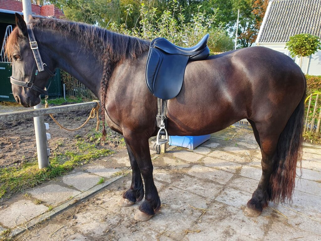 A forward sliding saddle, why and what to do? Fryso Saddles